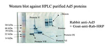 Load image into Gallery viewer, PHX-04  Rabbit Polyclonal Antibody Against Adenovirus Type 5
